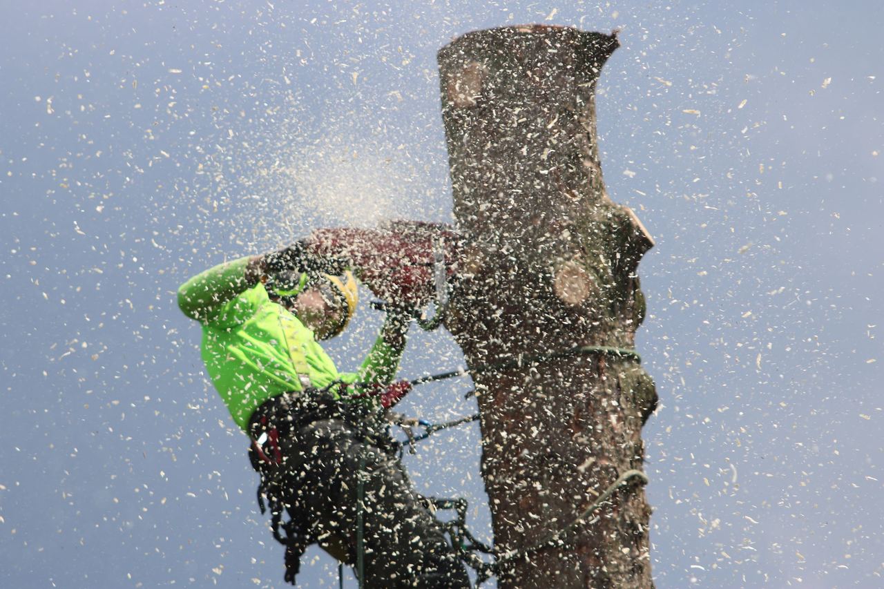 Arborist in a safety harness cutting a tree trunk with a chainsaw high in the canopy